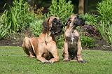 DOGUE ALLEMAND 823